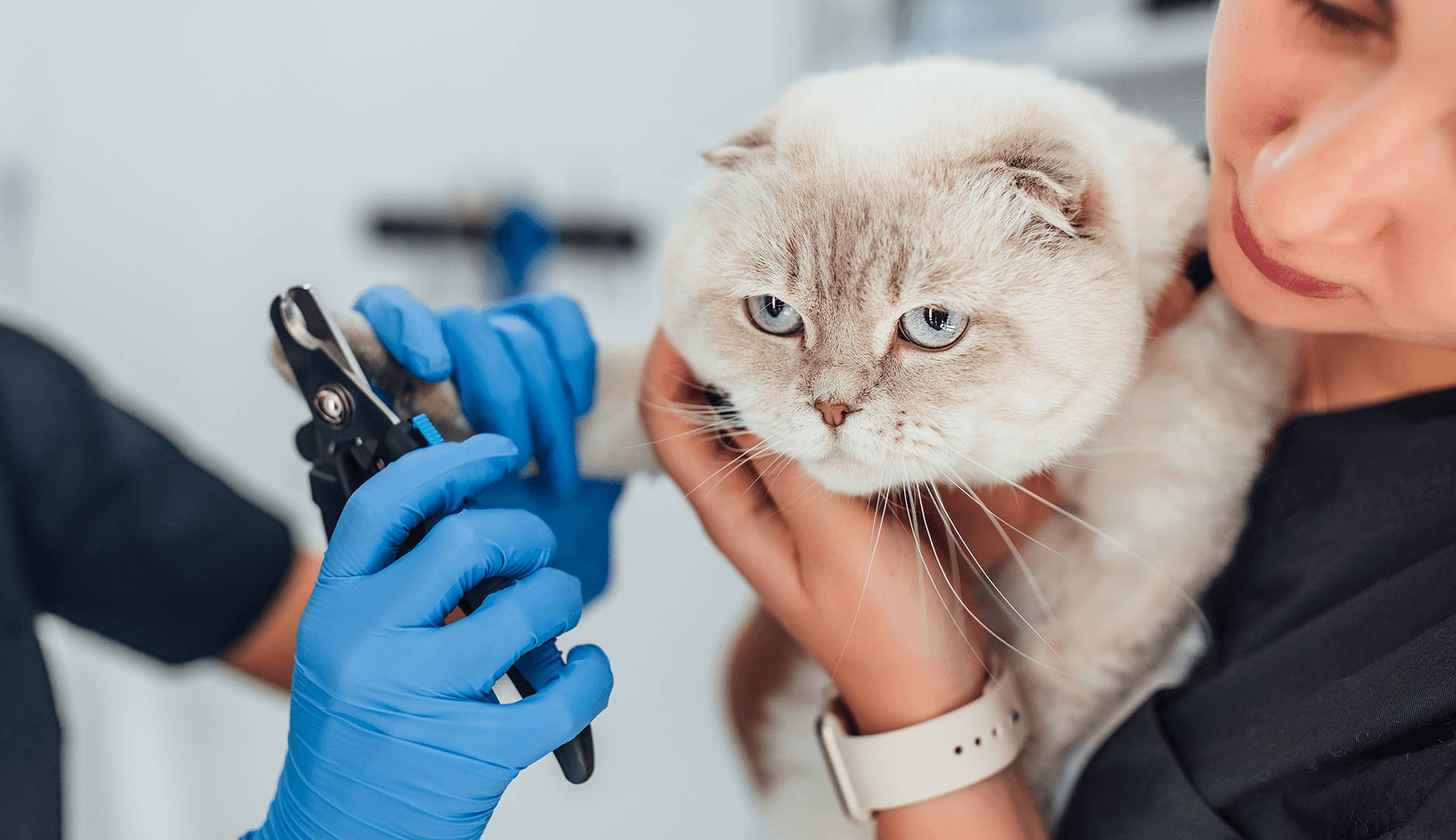 How and when to cut cat's nails? Natural Paw